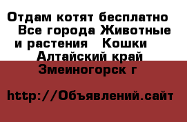 Отдам котят бесплатно  - Все города Животные и растения » Кошки   . Алтайский край,Змеиногорск г.